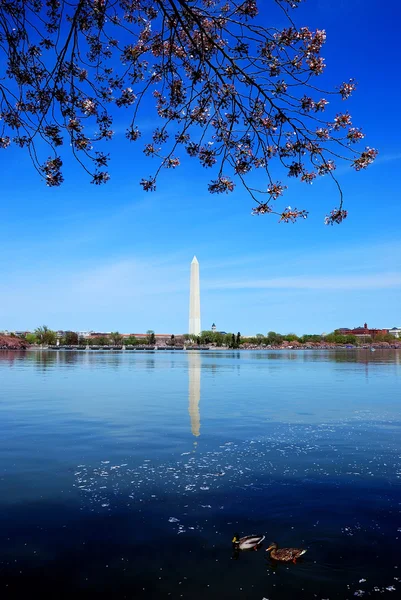 Flor de cerezo en Washington DC . — Foto de Stock