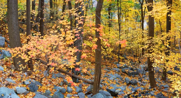 Bosques de otoño —  Fotos de Stock