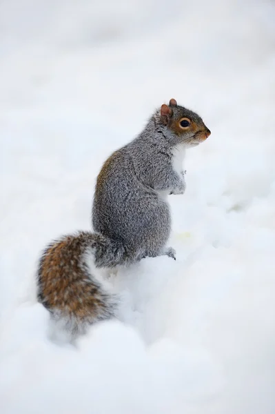 Eichhörnchen mit Schnee im Winter — Stockfoto