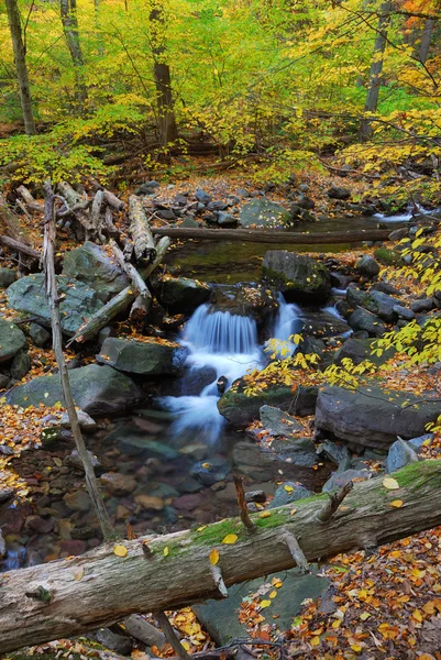 Arroyo de otoño en el bosque con ramas de árboles —  Fotos de Stock