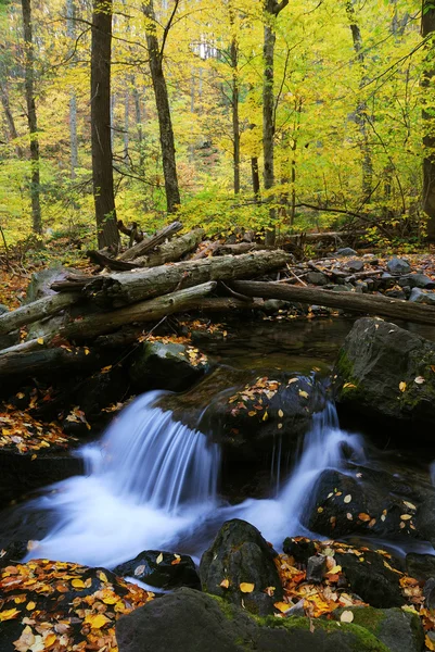 Primeros planos del arroyo de otoño en el bosque —  Fotos de Stock