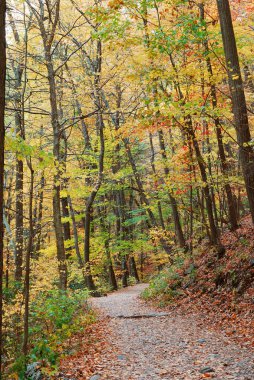 Autumn trail in forest clipart