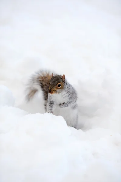 Wiewiórka z śniegu w zimie — Zdjęcie stockowe