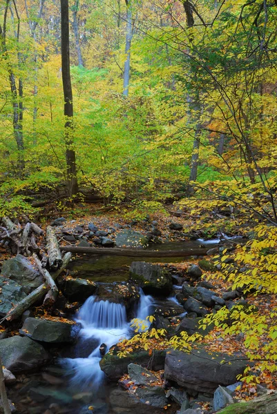 Autumn sungai di hutan — Stok Foto