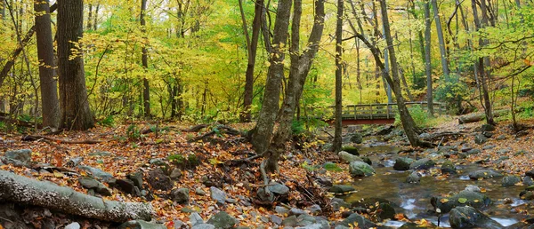 Herfst bos panorama — Stockfoto