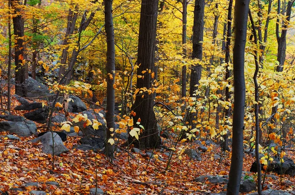 Podzimní lesy — Stock fotografie