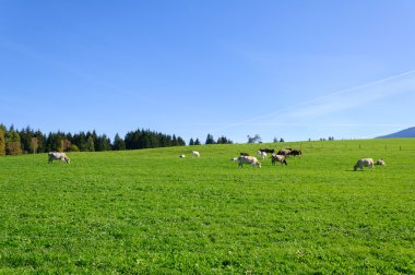 granja y vacas