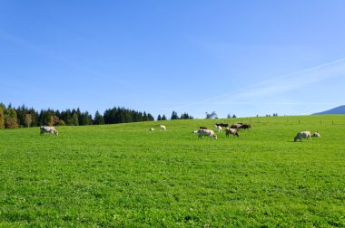 Farm and cows clipart