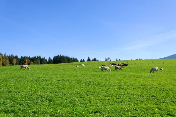 stock image Farm and cows
