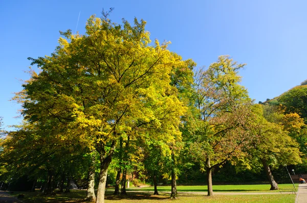 Stock image Park in autumn