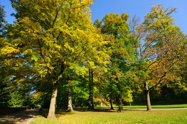 stock image Park in autumn