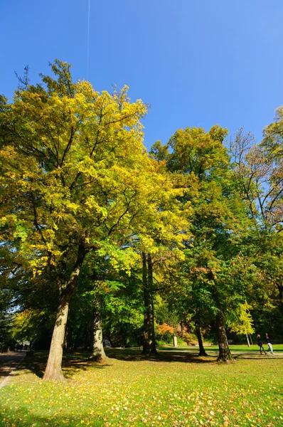 stock image Park in autumn