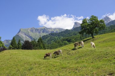 Meadow in Maienfeld, Switzerland clipart