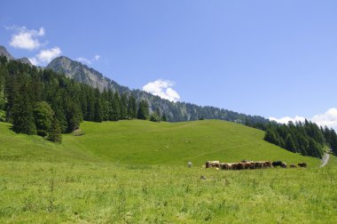 çayır maienfeld, İsviçre