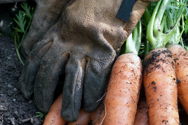 Морковь просто собирает и готовит к еде и работе перчатки — стоковое фото