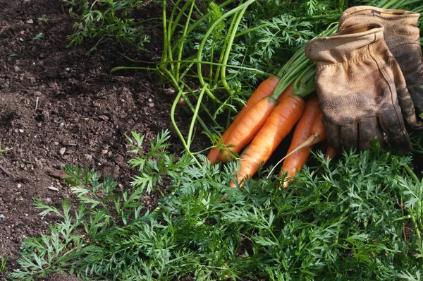Zanahorias solo pickerd y listo para comer y trabajar guantes —  Fotos de Stock