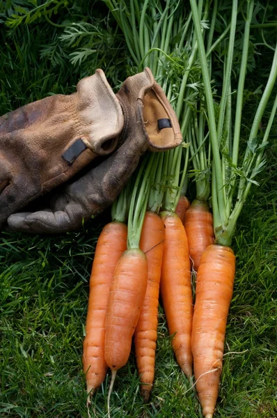 Zanahorias listas para comer y guantes de trabajo — Foto de Stock