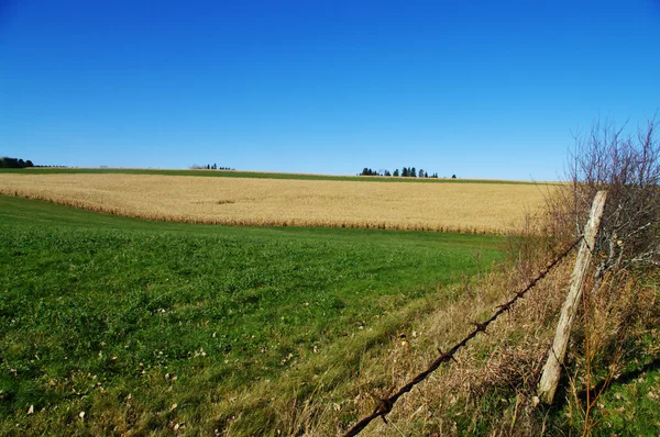 Kukuřičné pole na podzim — Stock fotografie