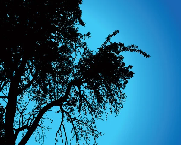 Дерево над ночным небом, векторная иллюстрация . — стоковый вектор