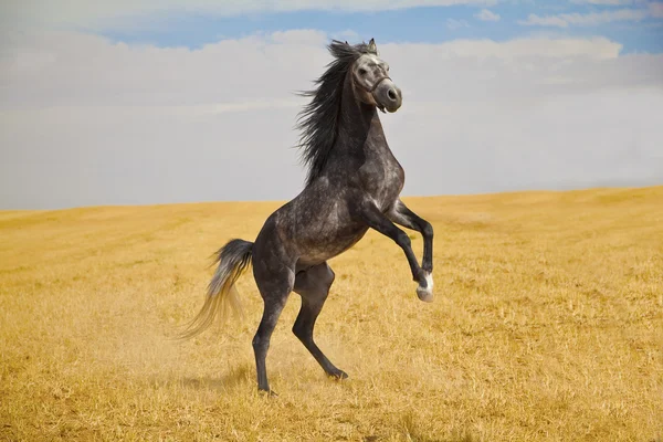 Αραβικό άλογο Εικόνα Αρχείου