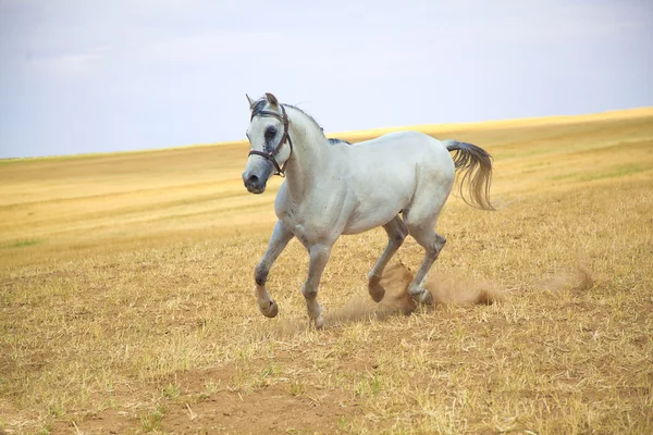 Arabský kůň závodiště — Stock fotografie