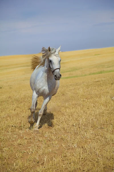 Cavallo arabo al galoppo Immagine Stock