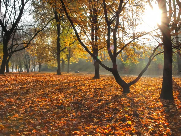 stock image Autumn sun