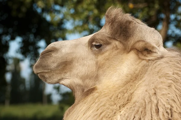 stock image Portrait of a camel closeup