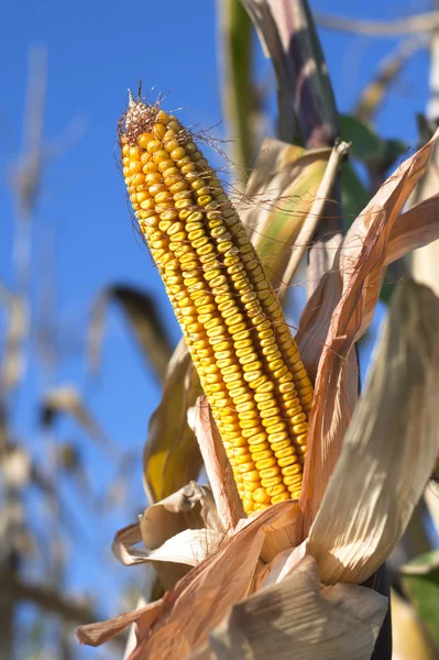 stock image Ear of Corn