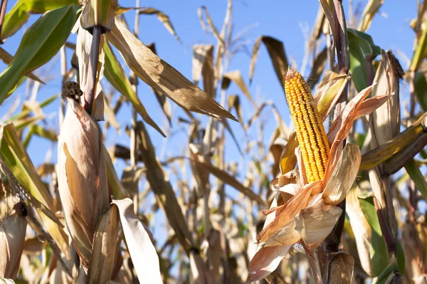 Stock image Ear of Corn