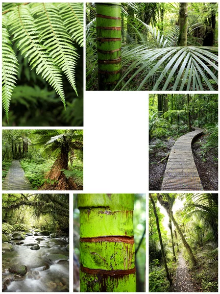 stock image Forest collage