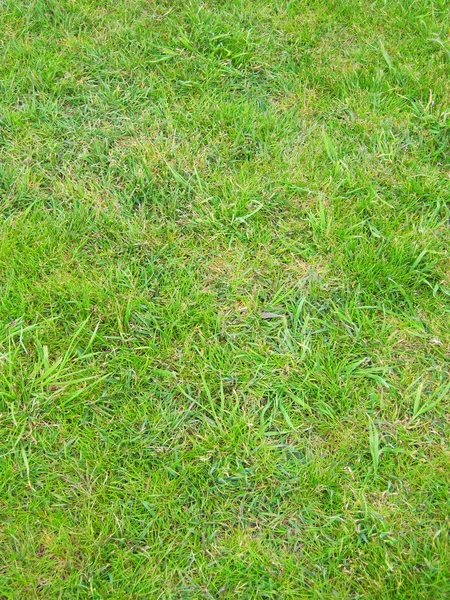 Närbild av gräsmattan — Stockfoto