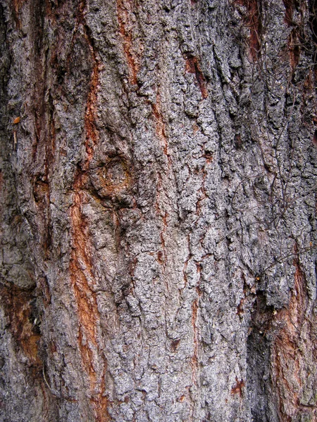 Gros plan de l'écorce de l'arbre texture rugueuse — Photo