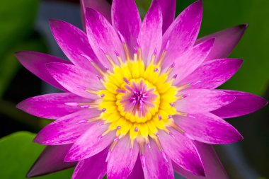 Lotus aquatic flora clipart