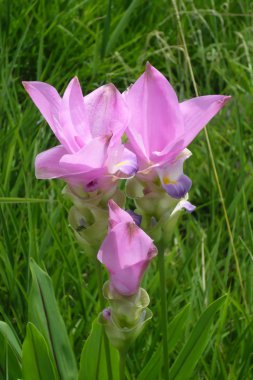 Cercuma alismatifolia Gagnep