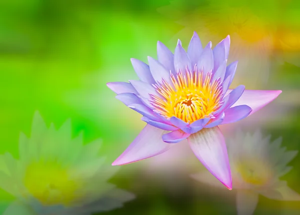 Beauty lotus — Stock Photo, Image