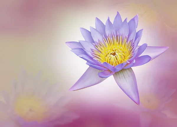 Lotus and pink layer — Stock Photo, Image