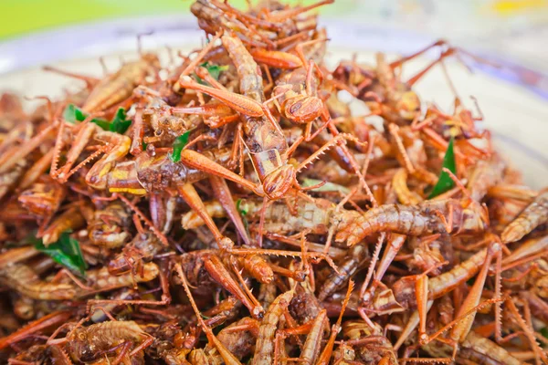 stock image Fried grasshoppers