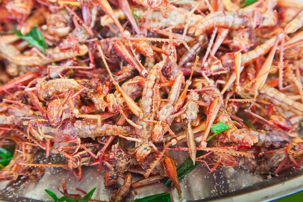 Fried grasshoppers — Stock Photo, Image