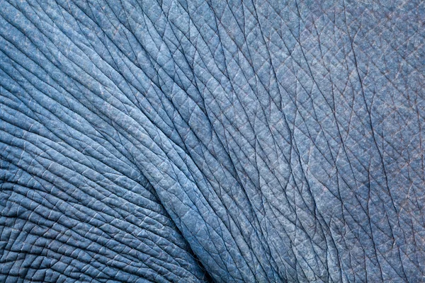 Elefant aus lebendigem Körper — Stockfoto