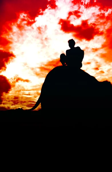 Elephant silhouette — Stock Photo, Image