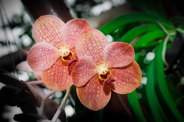 Orquídea de flor — Fotografia de Stock