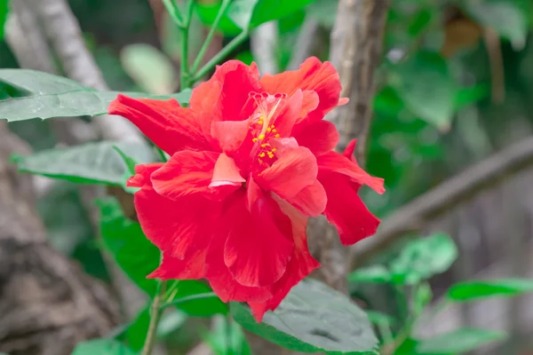 Κόκκινο hibicus είναι ανθισμένα στο φως του ήλιου το πρωί, Τσόνμπουρι thaila — Φωτογραφία Αρχείου