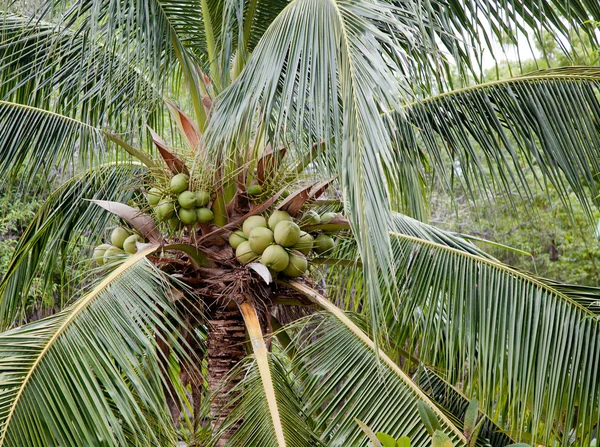 Coconut tree Stock Photo by ©koratmember 4017819