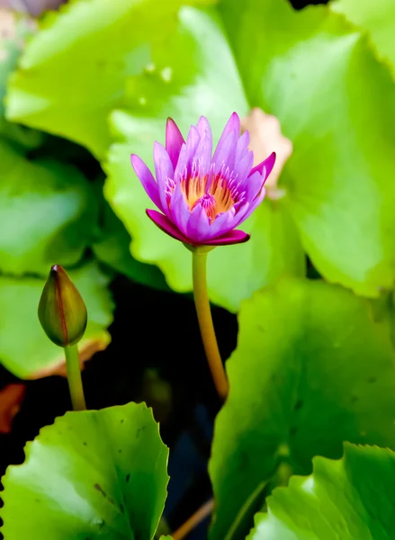 Fioletowy lotos — Zdjęcie stockowe