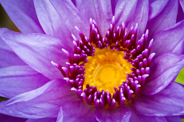 Lotus aquatic flora — Stock Photo, Image