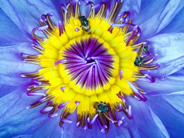 연꽃 수생 식물 — 스톡 사진