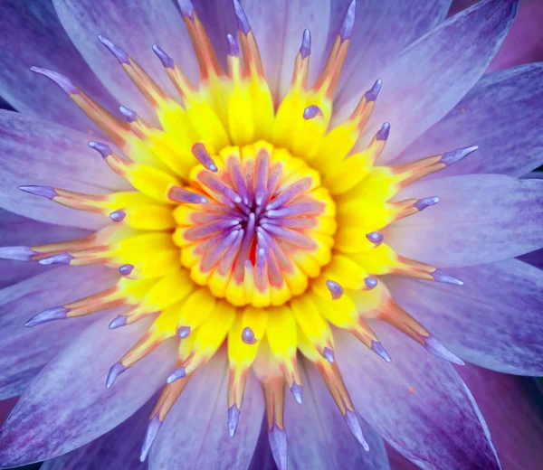 Lotus водних флори — стокове фото