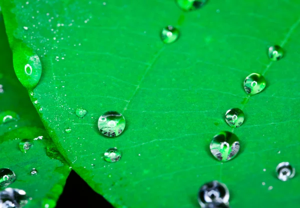 Stock image Water on fresh green leaves