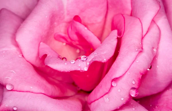 핑크 장미 웻 — 스톡 사진